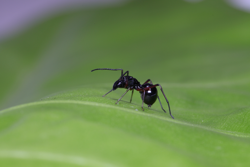 A jumping spider